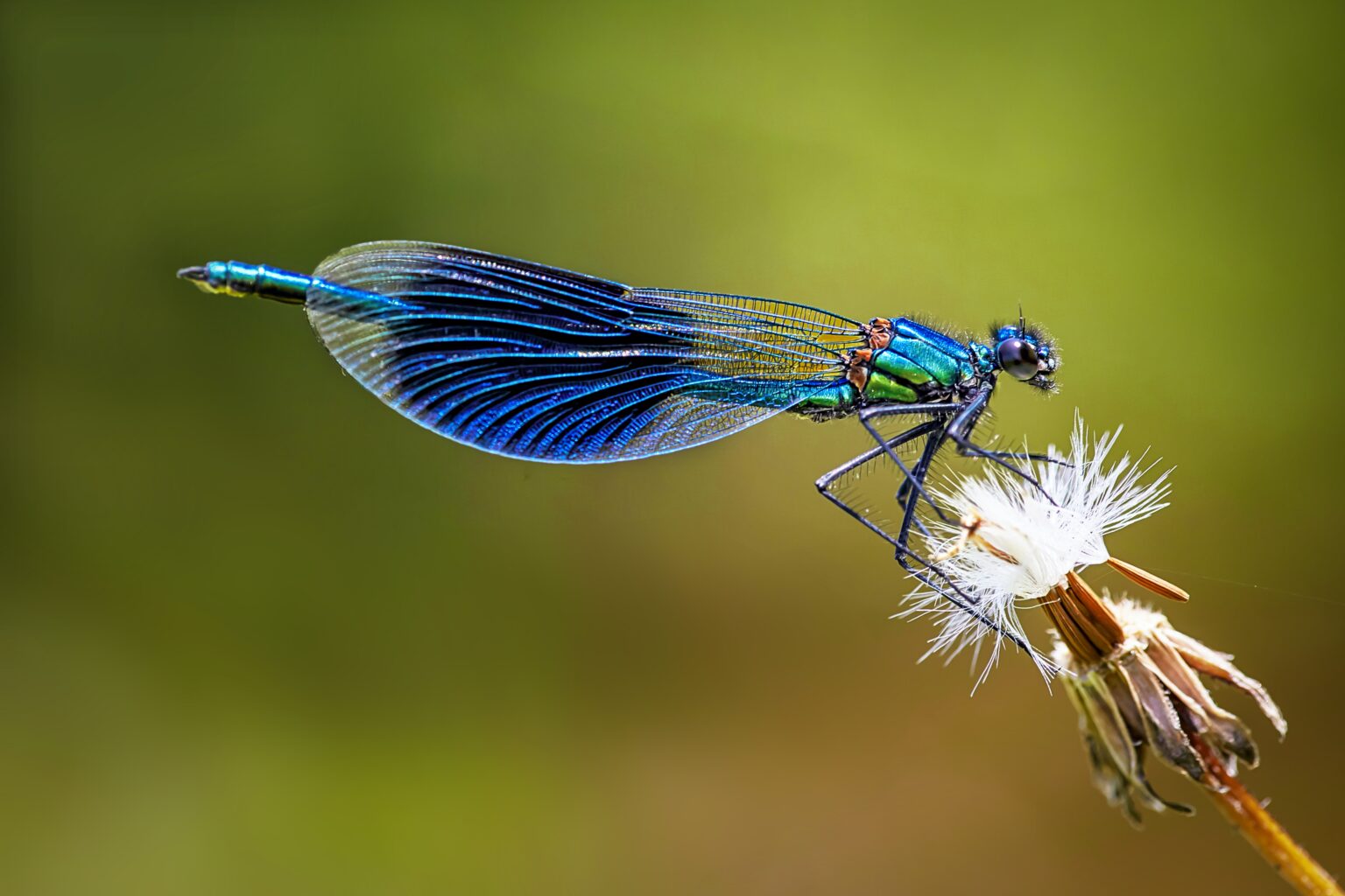 Symbols of Transformation: Dragonfly - Symbolic Sight